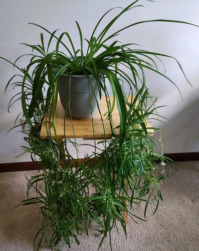 Spider plant live babies - plant,