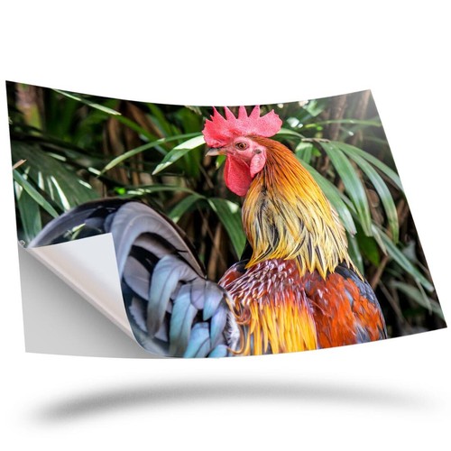 Vinyl sticker red - sticker, bantam