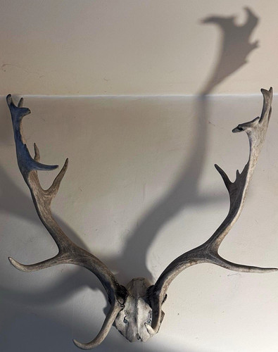 Original mounted deer - mounted,