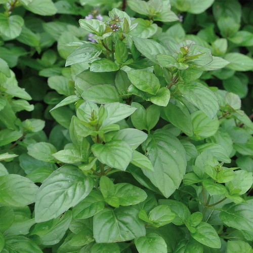 Mint orange plant garden - mint,