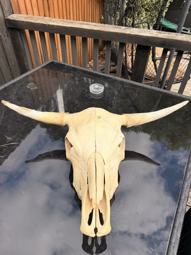 Real bulls skull - bulls, taxidermy