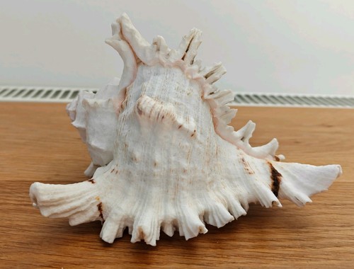 Vintage murex conch - vintage,