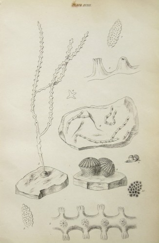 Zoophytes marine animals - marine,