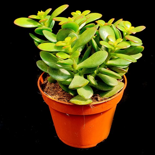 Jade money plant - plant, crassula