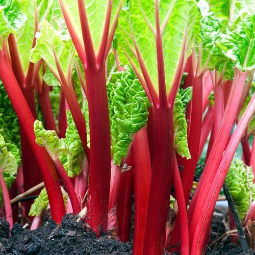 Rhubarb victoria plug - rhubarb,