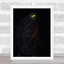Harris's Hawk Portrait Dark Red Perched Wall Art Print