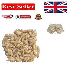 500 Live Wax Worms -