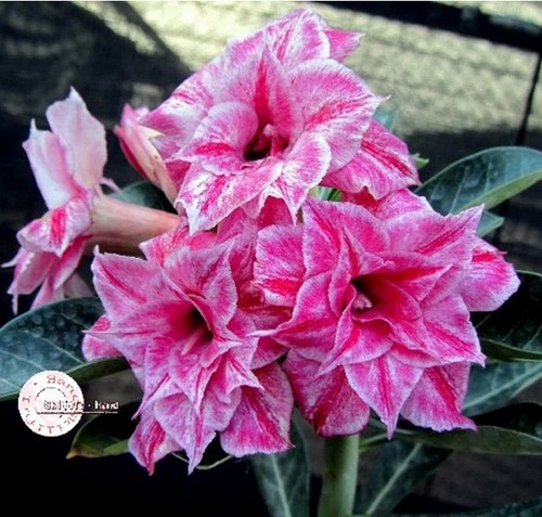 Desert rose adenium obesum - desert,