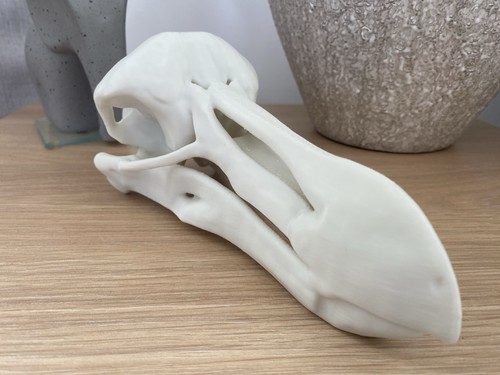 Replica dodo skull - skull, animal