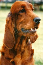 Red Setter Jumbo Fridge Magnet