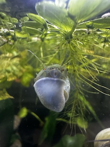 Tank bred mystery snails - mystery, ($10