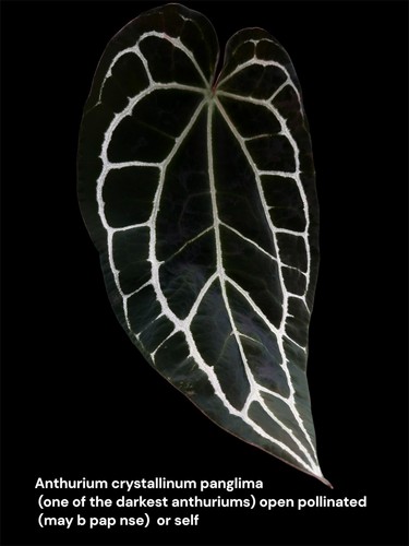 Anthurium mystery fresh