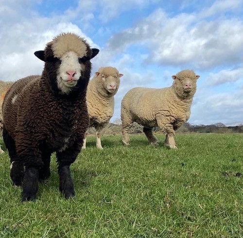 Raw sheep wool fleece spinning - sheep,