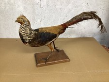 Vintage taxidermy,Golden