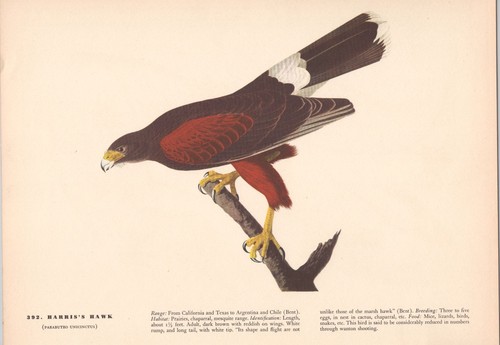 Audubon harris hawk print - harris's,