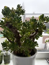 Crassula Ovata 'Gollum'