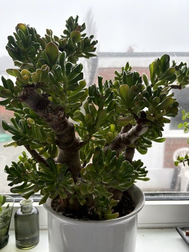 Crassula ovata gollum - ovata, 'gollum'