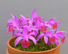 Pleione Stromboli 'Fireball'