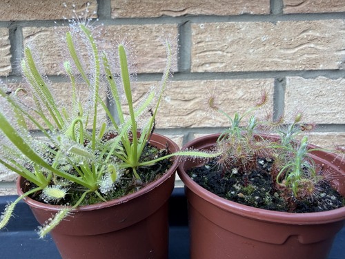 Carnivorous sundew bundle - bundle, in