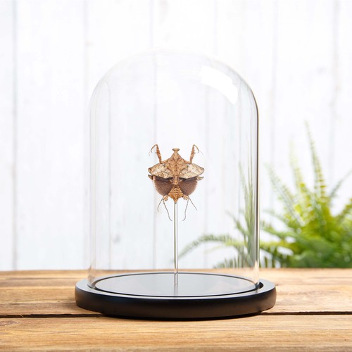 Taxidermy dead leaf - leaf, mantis