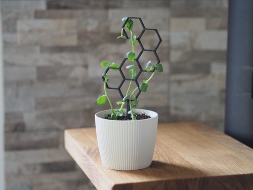 Plant support for sticking - support,
