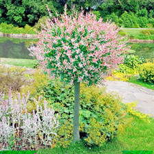 Salix Integra Flamingo (PBR)