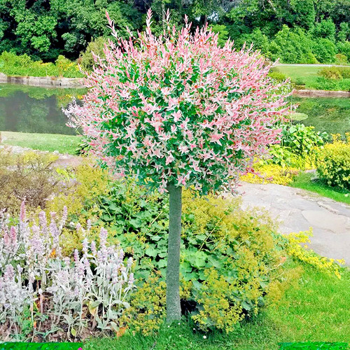 Salix integra flamingo - salix, (pbr)