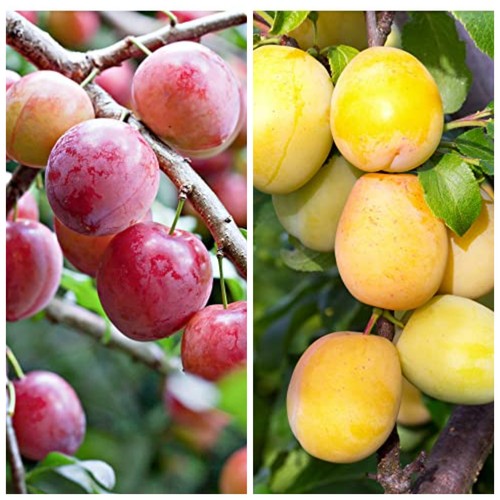 Duo plum fruit tree - duo,