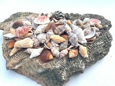 Medium Mixed Seashells Sea Shells Best Price US Seller FREE Ship! 