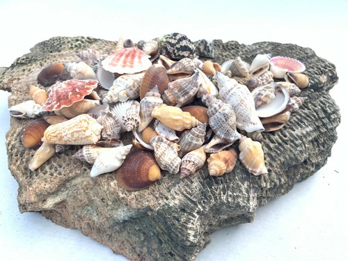 Medium mixed seashells sea - medium,
