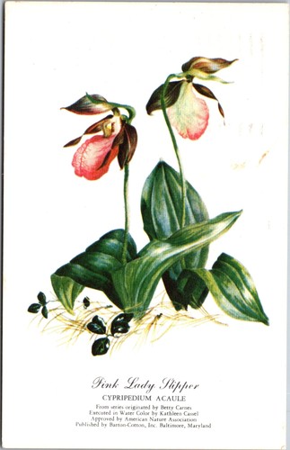 Barton cotton postcard - barton-cotton, pink