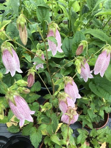 Campanula pink chimes - campanula,