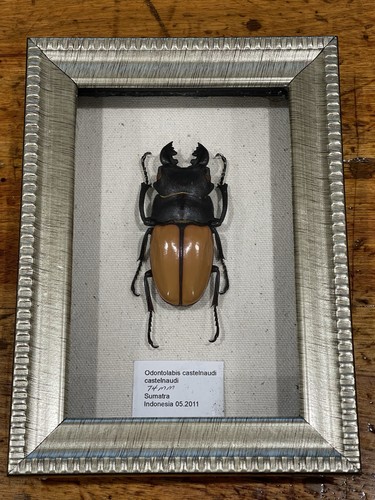 Real framed stag beetle - stag,