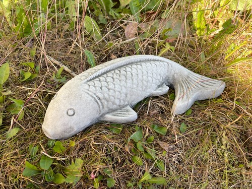 Koi carp fish - carp,