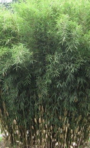 Fargesia robusta pingwu - robusta, 'pingwu'