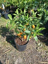 Kumquat Fruit Tree Citrus Tree