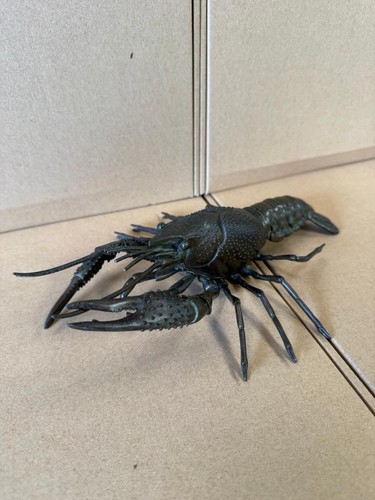 Japanese bronze lobster - lobster,