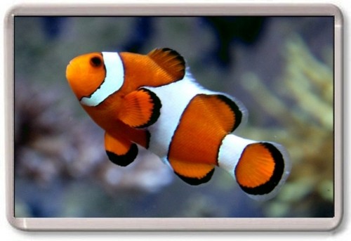 Fridge magnet clown fish - -,