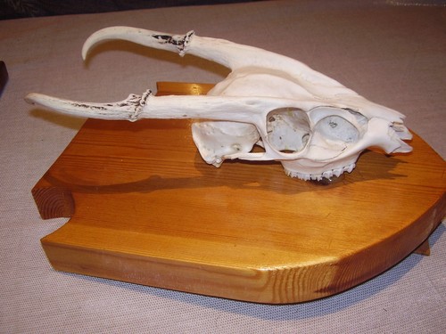 Muntjac taxidermy skull - taxidermy,
