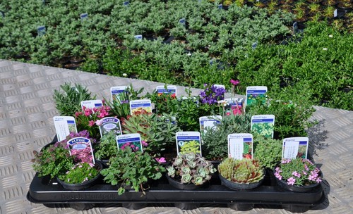 Different alpine rockery - 20,