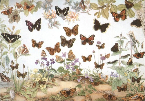 British museum natural history - british,