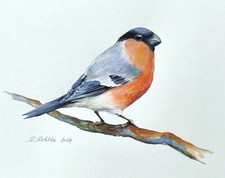 Bullfinch Watercolour Painting