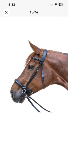 Leather bitless bridle - , padded