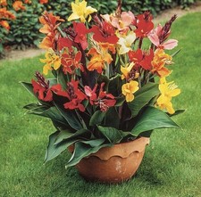 Dwarf canna collection - x, –