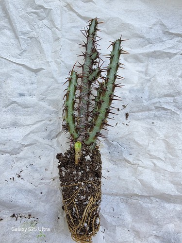 Euphorbia aeruginosa cactus - euphorbia,