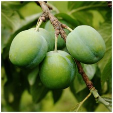Dwarf Patio Cambridge Gage Plum Tree,Self-Fertile With Honey Flavour,Green Gage