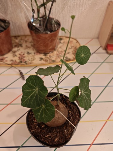 Mature stephania erecta rare - stephania,