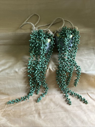String pearls plant - pearls,