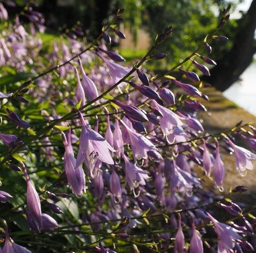 Hosta wide brim - hosta, brim'