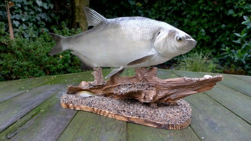 Bream fish taxidermy home - bream,
